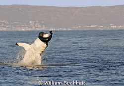 A great white takes a panicked seal in False Bay, South A... by William Buchheit 